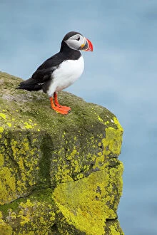 Atlantic Puffin - on lichen covered rock