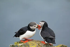 Cliff Gallery: Atlantic Puffin - pair bill fencing