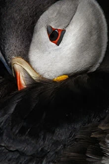 Cliff Gallery: Atlantic Puffin - ready to sleep on cliffs - Scotland