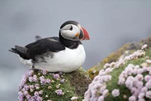 Arctica Gallery: Atlantic Puffin - with thrift