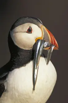 Eels Prints: Atlantic Puffin - UK - With sand eels - Breeds in great numbers on British Isles - Nests in burrows on grassy slopes