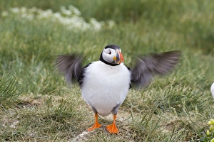 Images Dated 5th June 2006: Atlantic Puffin Wing flapping Inner Farne Island, Northumberland. England. UK