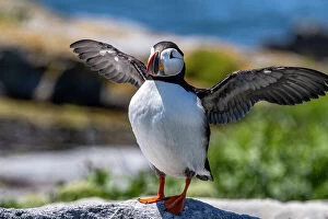Images Dated 29th June 2021: Atlantic Puffins on Machias Seal island, Maine, USA Date: 24-06-2021