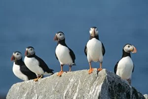 Images Dated 2nd November 2004: Atlantic Puffins On rock ledge