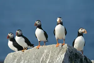 Atlantic Puffins On rock ledge