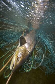 Images Dated 5th November 2008: Atlantic Salmon - wild female - caught in net during