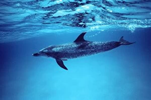 Atlantic spotted dolphin