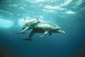 Dolphin Prints: Atlantic Spotted Dolphin Bahamas