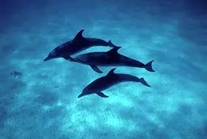 Dolphin Prints: Atlantic spotted dolphin Photographed on the Grand Bahamas Bank