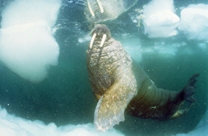 Images Dated 24th May 2007: Atlantic Walrus Northern Baffin Island, Canada