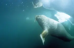 Walruses Prints: Atlantic Walrus Northern Baffin Island, Canada