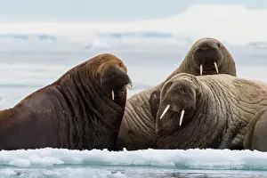 Atlantic Prints: Atlantic walruses (Odobenus rosmarus)