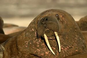Atlantic / Whiskered Walrus - close-up of male, face showing tusks, mouth and whiskers. Note scars on neck