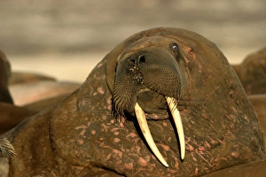 Atlantic / Whiskered Walrus - close-up of male, face showing tusks, mouth and whiskers. Note scars on neck Atlantic / Whiskered Walrus - close-up of male, face showing tusks, mouth and whiskers. Note scars on neck