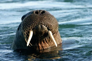 Atlantic / Whiskered Walrus - male emerging from water. Head showing tusks, mouth, nostrils and whiskers
