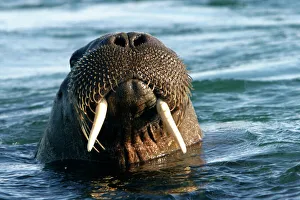 Atlantic / Whiskered Walrus - male emerging from water. Head showing tusks, mouth, nostrils and whiskers Atlantic / Whiskered Walrus - male emerging from water. Head showing tusks, mouth, nostrils and whiskers