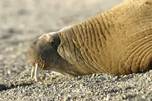 Tusks Prints: Atlantic / Whiskered Walrus - male resting on beach. North Spitzbergen. Svalbard
