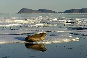 Images Dated 27th August 2003: Atlantic / Whiskered Walrus - male resting on ice floe. North Spitzbergen. Svalbard