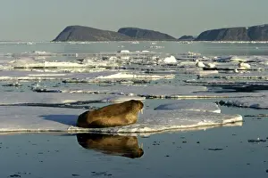 Marine Prints: Atlantic / Whiskered Walrus - male resting on ice floe. North Spitzbergen. Svalbard