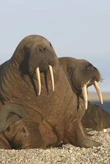 Tusks Prints: Atlantic / Whiskered Walrus - males on beach. North Spitzbergen. Svalbard