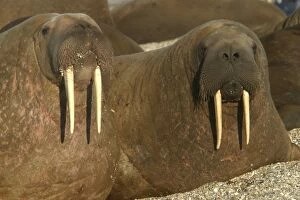 Atlantic / Whiskered Walrus - males resting on beach