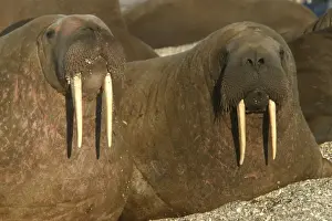 Tusks Prints: Atlantic / Whiskered Walrus - males resting on beach. North Spitzbergen. Svalbard