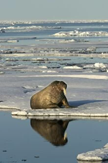 Images Dated 27th August 2003: Atlantic / Whiskered Walrus - scarred male resting at edge of ice floe. North Spitzbergen. Svalbard