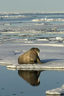 Atlantic / Whiskered Walrus - scarred male resting at edge of ice floe. North Spitzbergen. Svalbard
