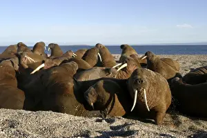 Walruses Prints: Atlantic / Whiskered Walruses - group, resting on shore. North Spitzbergen. Svalbard