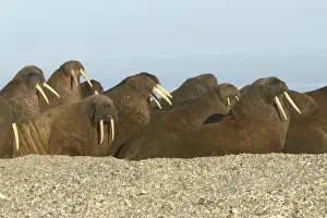 Walruses Prints: Atlantic / Whiskered Walruses - group resting on beach. North Spitzbergen. Svalbard