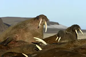 Tusks Prints: Atlantic / Whiskered Walruses - males resting on beach. North Spitzbergen. Svalbard