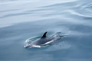 White Sided Prints: Atlantic White-sided Dolphin