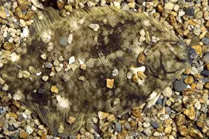 Flounders Prints: Atlantic / Winter Flounder - camouflaged