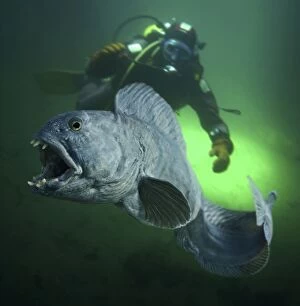 Images Dated 11th January 2017: Atlantic Wolfish with diver (composite image)