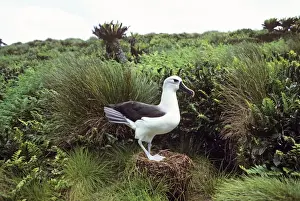 Albatross Prints: Atlantic Yellow-nosed Albatross - on nest Gough Island