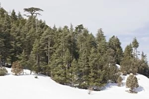 Images Dated 26th February 2009: Atlas Cedar forest - In snow - Middle Atlas Mountains, Morocco