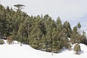 Atlas Prints: Atlas Cedar forest - In snow - Middle Atlas Mountains, Morocco