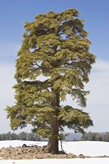 Atlas Cedar Tree - in winter in the Middle Atlas Mountains