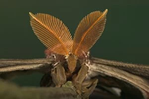 Images Dated 22nd March 2005: Atlas Moth - Antennas of the male Malaysia