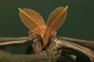Images Dated 22nd March 2005: Atlas Moth - Antennas of the male Malaysia