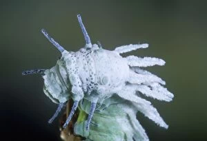 Images Dated 26th October 2004: Atlas Moth Caterpillar