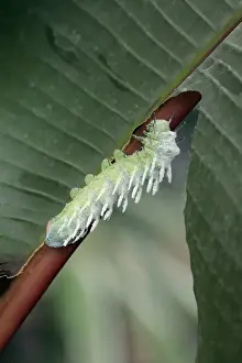 Atlas Moth - caterpillar, Emmen, Holland