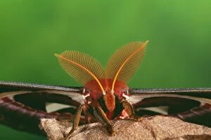 Anntenae Gallery: ATLAS MOTH - close up of antennae or comb of male
