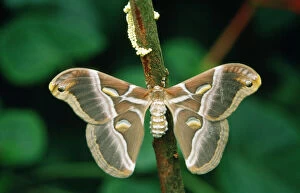Images Dated 14th August 2007: Atlas Moth - with eggs