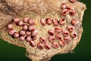 Images Dated 25th June 2010: Atlas Moth Eggs