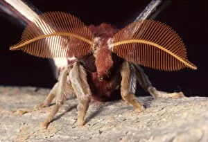 Atlas Gallery: Atlas Moth - male