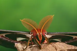 Atlas Prints: Atlas Moth - male - close up of antennae - Malaysia
