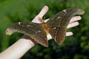 Atlas Gallery: Atlas Moth - male (has feathery antennae used for)