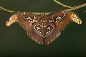 Moth Collection: Atlas Moth - Male Malaysia