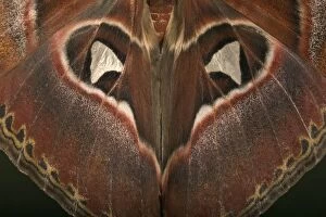 Images Dated 2nd December 2007: Atlas Moth - Detail of the wings. Malaysia